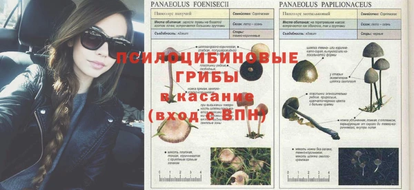 шишки Сосновый Бор